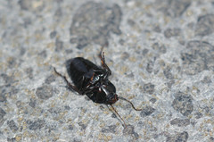 Abax ovalis