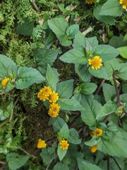 Panicled Spot Flower