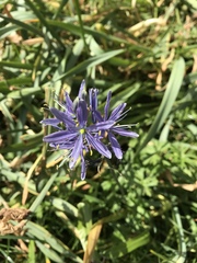 Camassia leichtlinii