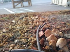 Coprinellus micaceus