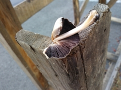 Coprinellus micaceus