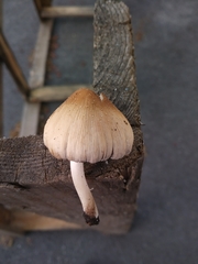 Coprinellus micaceus