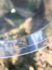 Pyrausta sanguinalis