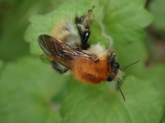 Bombus