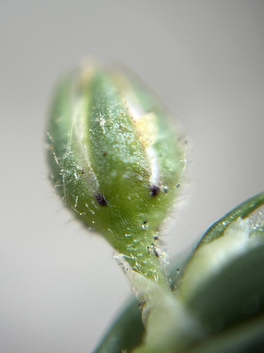 Spergularia marina