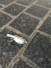 Zonotrichia albicollis