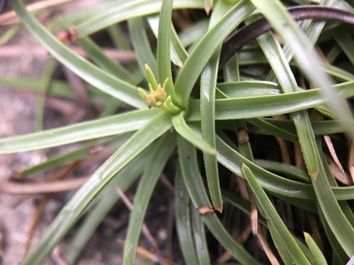 Fimbristylis cymosa