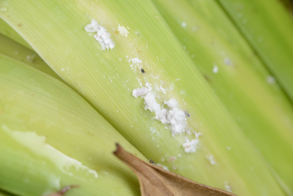Cabbage tree mealybug