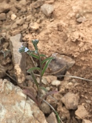 Rochelia disperma