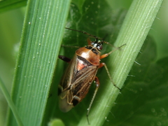 Harpocera thoracica