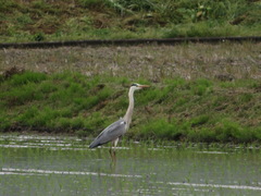 Ardea cinerea