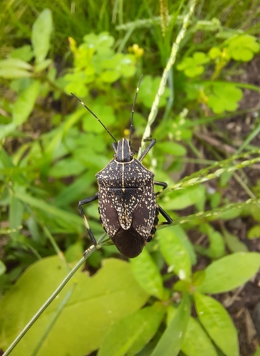 Yellow-spotted Stink Bug
