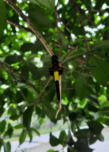 Pied Skimmer