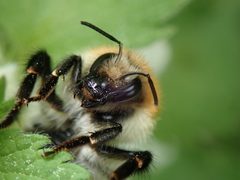 Bombus