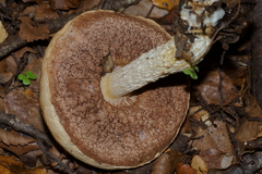 Austroboletus niveus