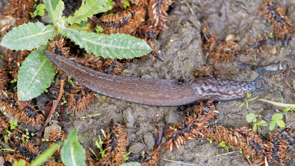 Limax subalpinus