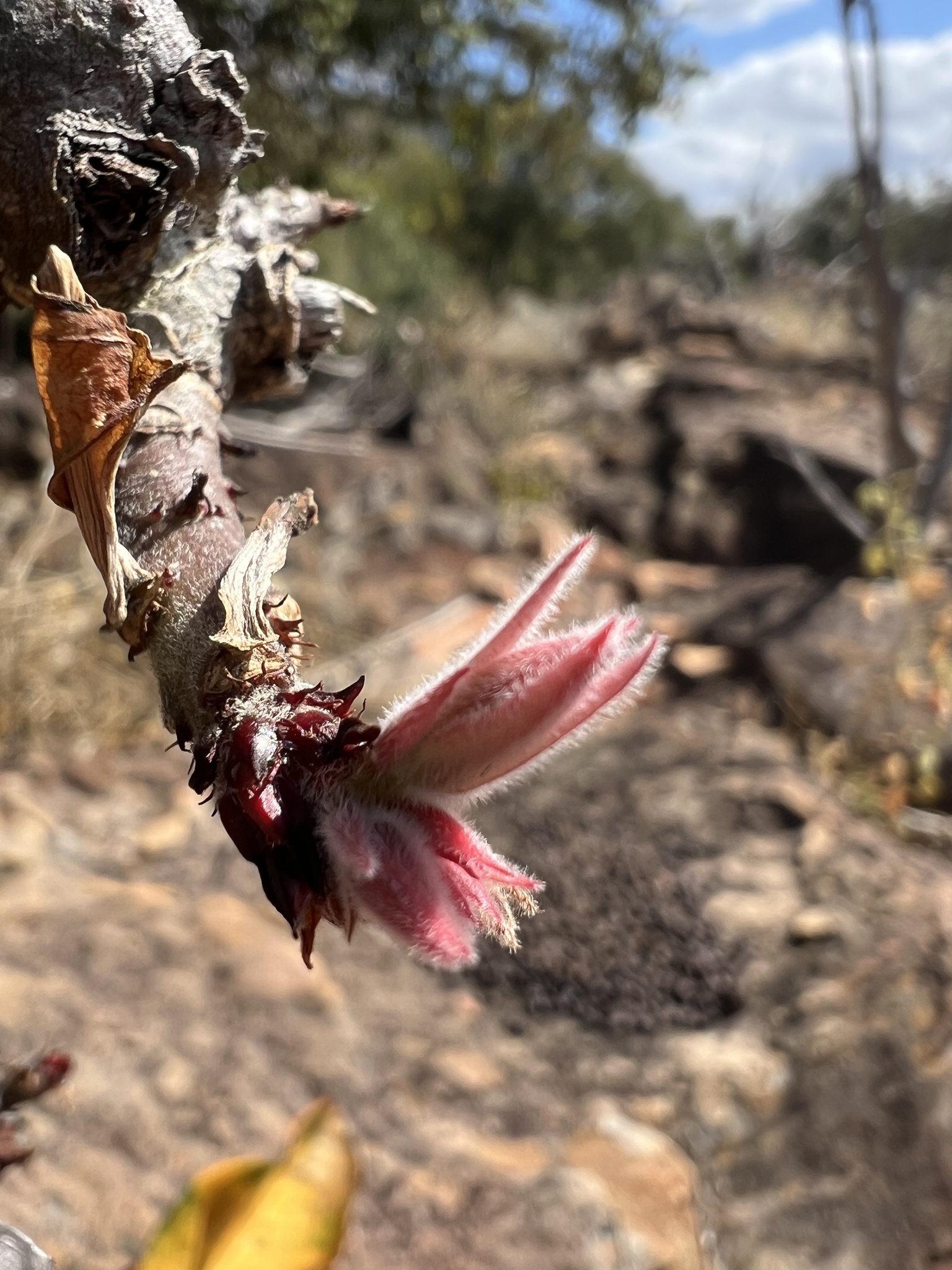 Imagem de Rosa-do-deserto