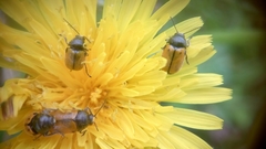 Cryptocephalus rugicollis