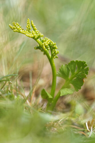 Common moonwort (Botrychium lunaria)