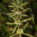 Myriophyllum robustum - Photo (c) Catherine Beard, μερικά δικαιώματα διατηρούνται (CC BY-NC), uploaded by Catherine Beard