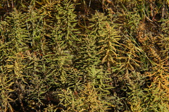 Myriophyllum robustum