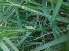 Epacromiini