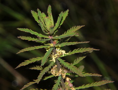 Myriophyllum robustum