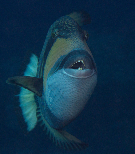 Titan Triggerfish