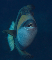 Titan Triggerfish