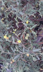 Hermannia lavandulifolia