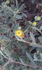 Hermannia lavandulifolia