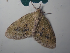 Acasis viretata