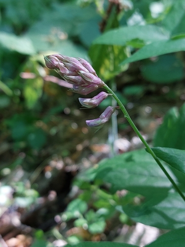 Image of Lathyrus venetus by (c) Mykola Borysenko, some rights reserved (CC BY)