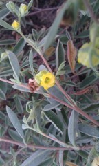 Hermannia lavandulifolia