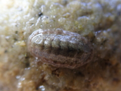 Lepidochitona cinerea