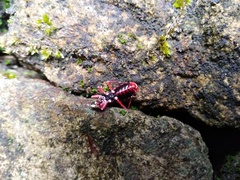 Haematoloecha nigrorufa