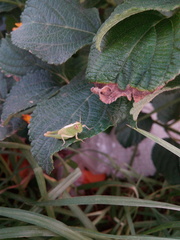 Epacromiini