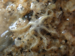 Amphipholis squamata