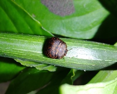 Phyllomegacopta majuscula