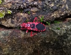 Haematoloecha nigrorufa