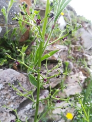 Scrophularia canina canina
