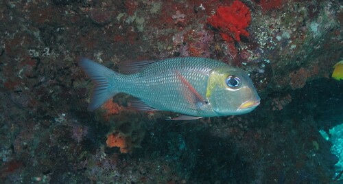 Humpnose Bigeye Bream — seen at this dive site