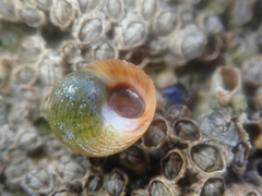 Littorina saxatilis
