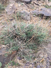 Angiospermae