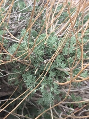 Angiospermae