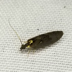 Sympherobius occidentalis