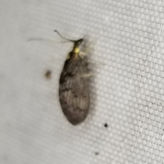 Sympherobius occidentalis