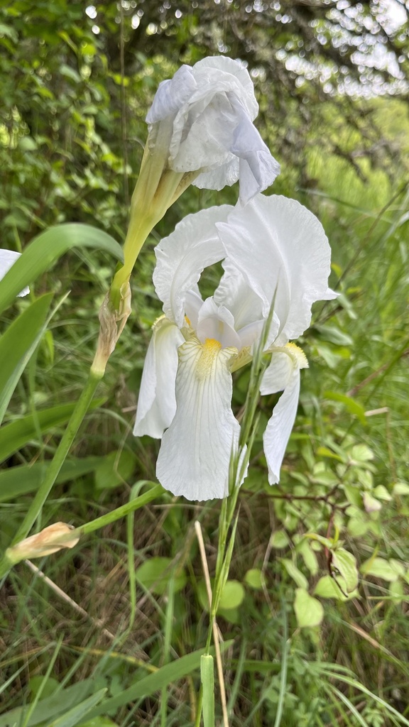 Iris florentina, Rue de l'Eau, Dudelange, District de Luxembourg, LU