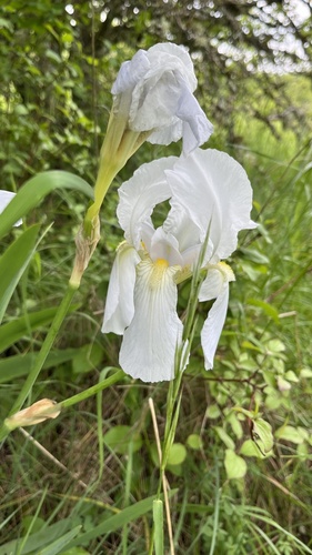 Iris florentina