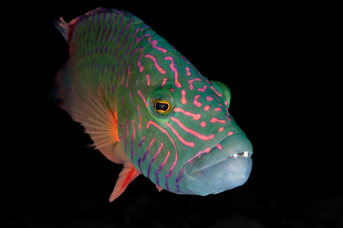 Bandcheek wrasse (Oxycheilinus digramma) — Labridae — 3